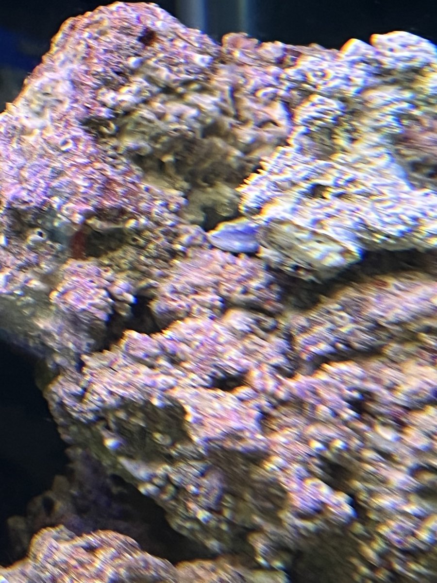 IMG_3227.jpeg