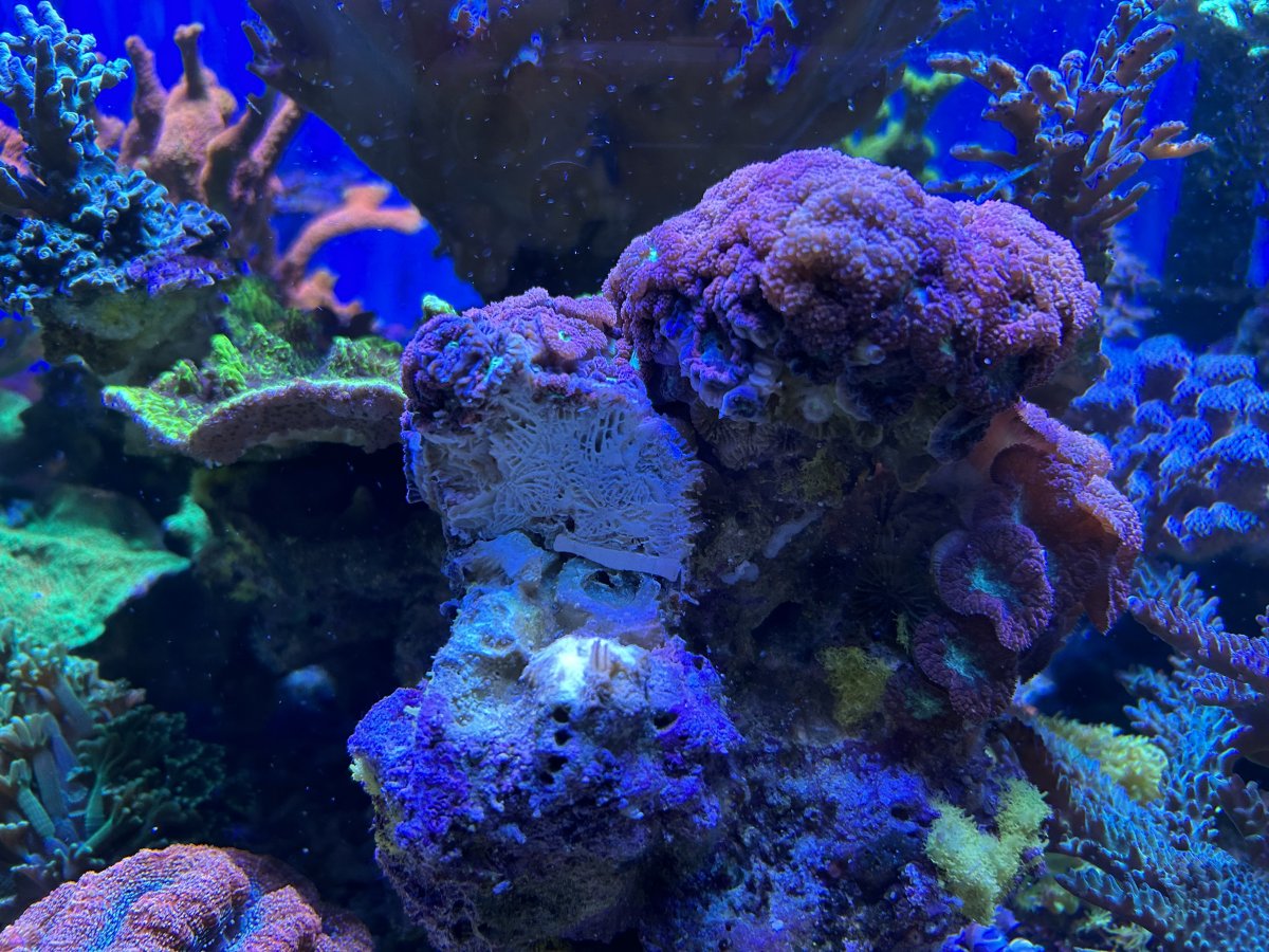 IMG_3231.jpeg