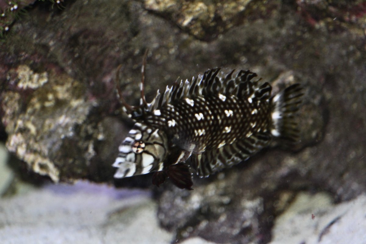 QUESTION OF THE DAY - Marine marvels: Do you keep uncommon fish in your ...