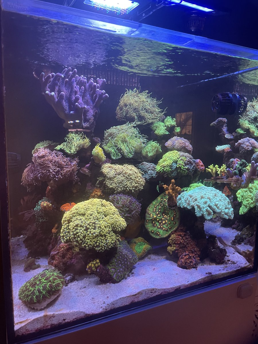 On a scale of algae to excessive coral growth… | Page 2 | Reef2Reef
