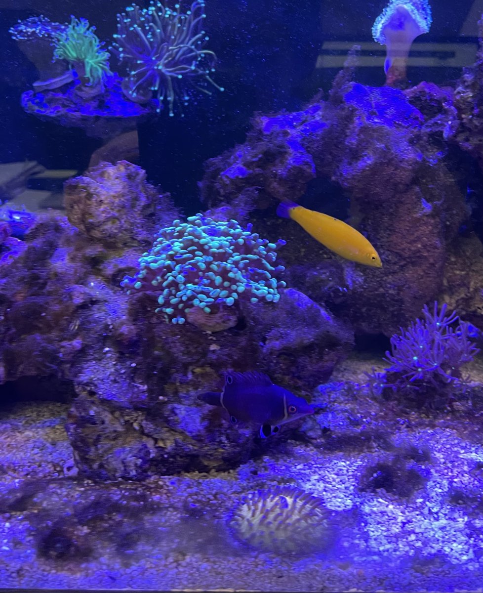 Build Thread - The Legal B(REEF): Office 40 Breeder | Page 3 | Reef2Reef