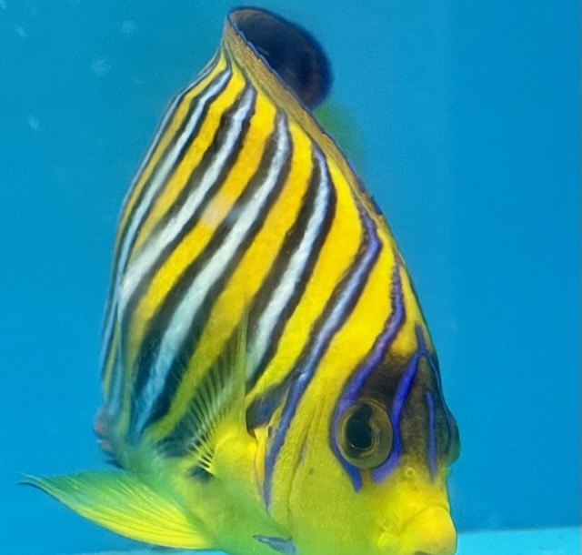 Build Thread - 270 Gallon 