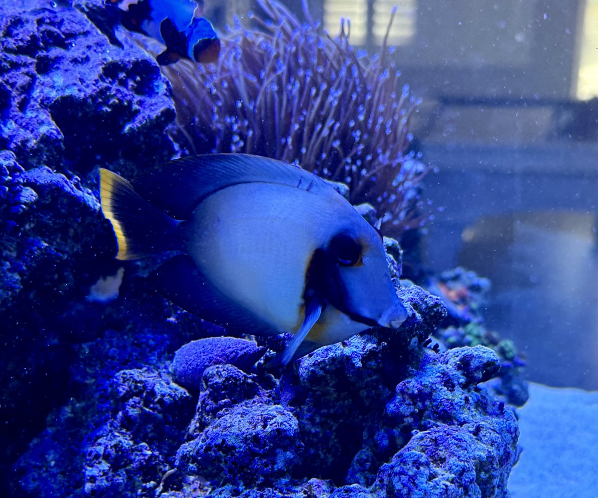 Build Thread - 270 Gallon 