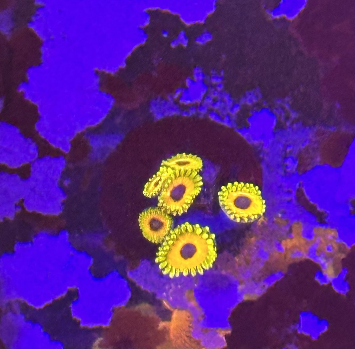Livestock - CAMARO SHOW CORALS CUT TO ORDER HIGH END ZOA