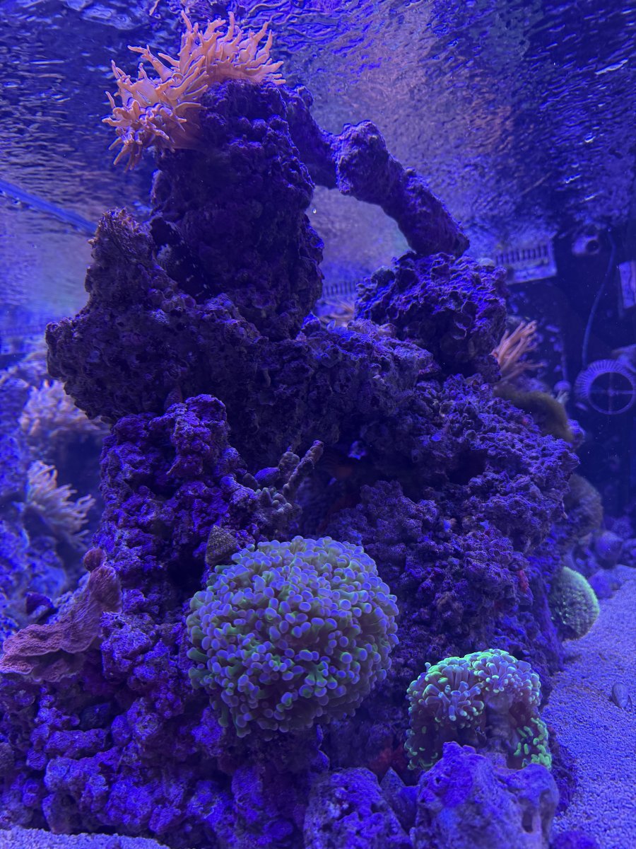 IMG_3290.jpeg