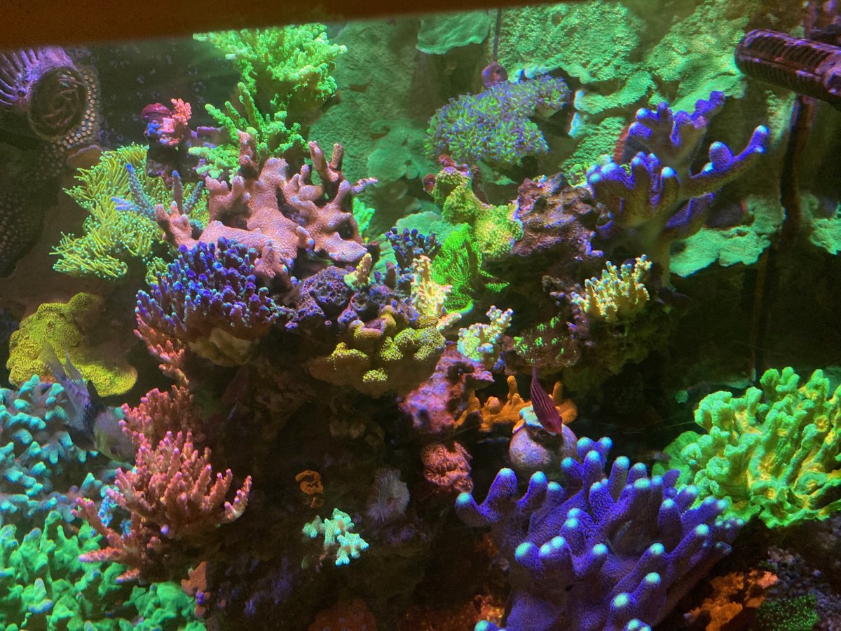 Build Thread - Mattdg's 120G SPS / Mixed Reef Build and Progress | Page ...