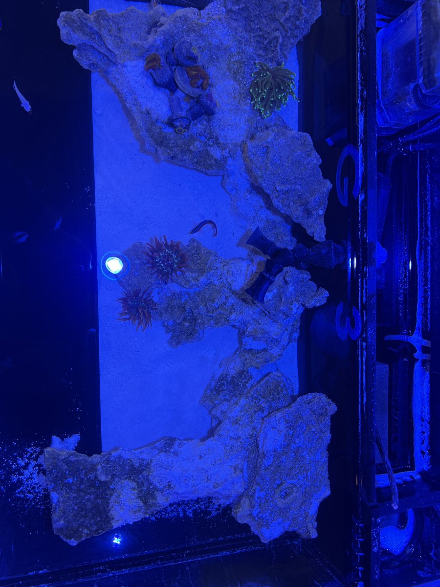 Nano Build - SilentReef - pic heavy | Page 2 | REEF2REEF Saltwater and ...