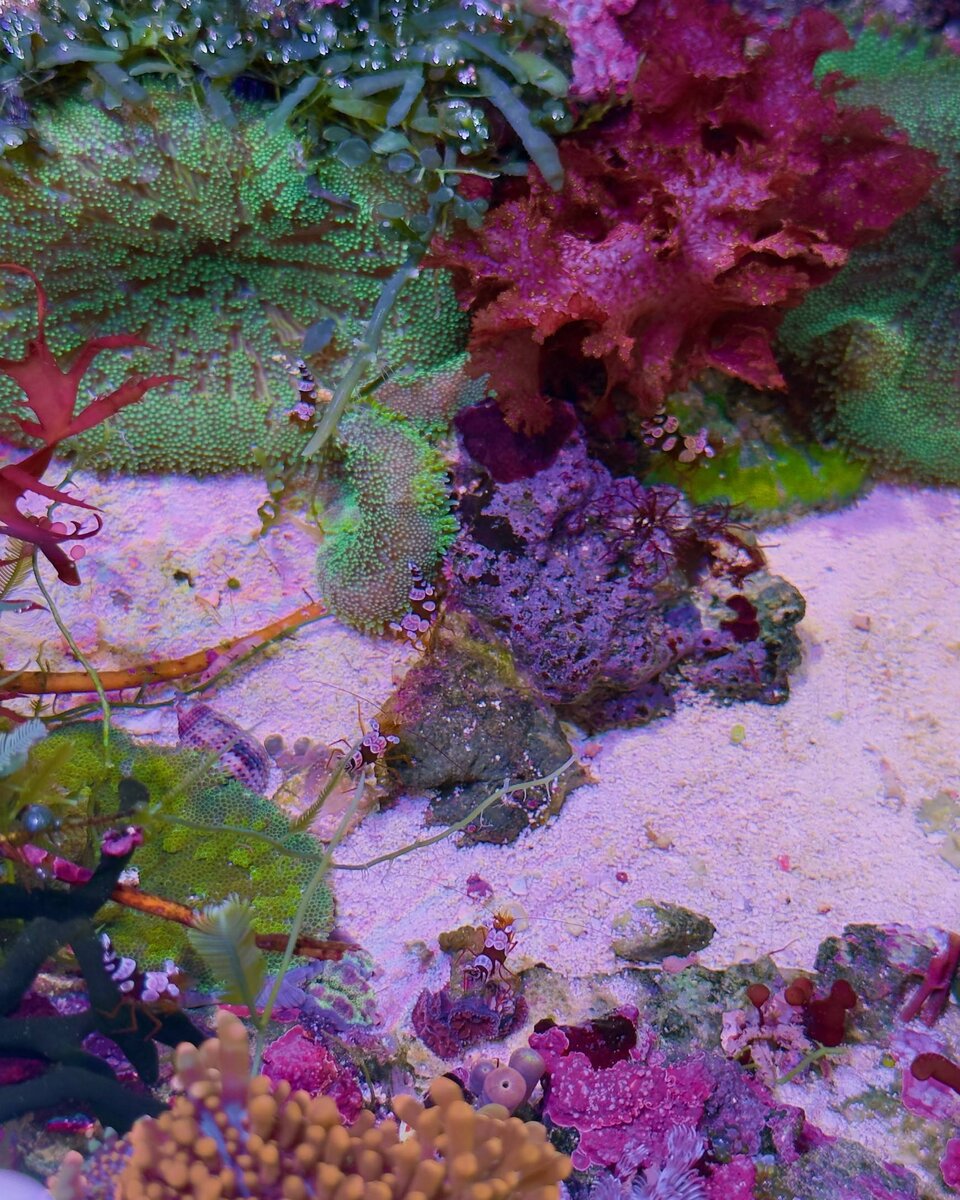Reef Spotlight - REEF OF THE MONTH - September 2025: Danny's 100 Gallon ...