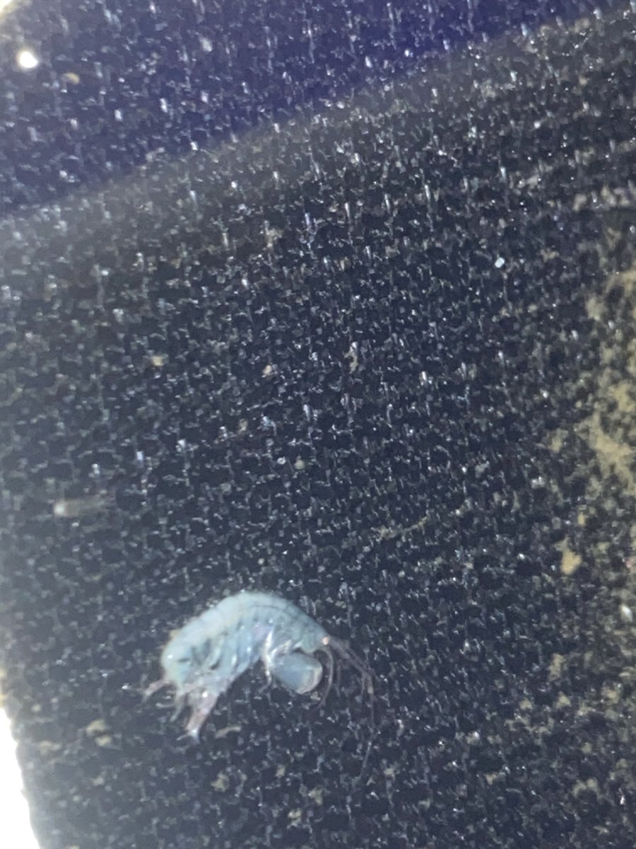 Pod or pest ? | Reef2Reef
