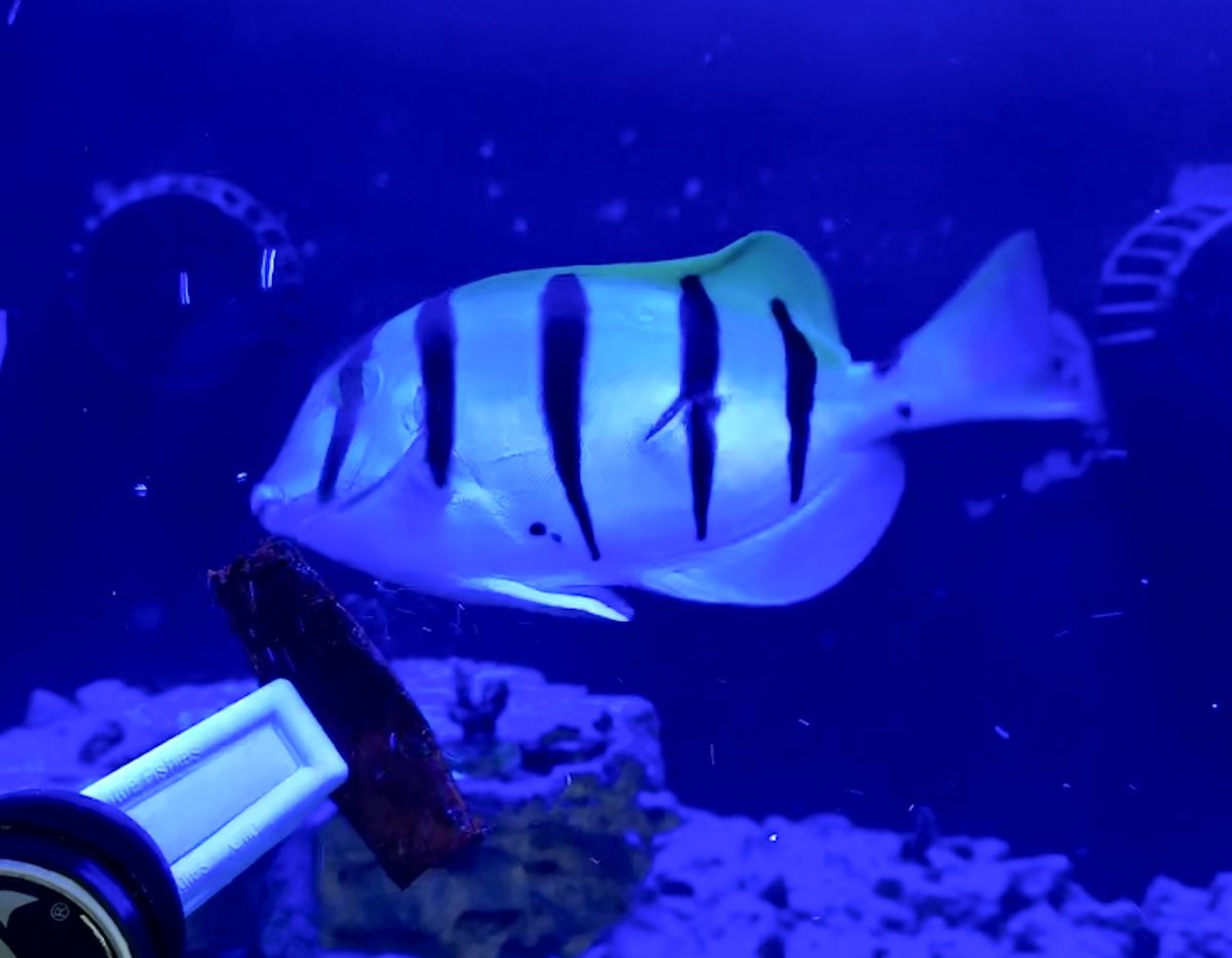 Purple tang or white tail kole tang WHICH IS BETTER | Reef2Reef