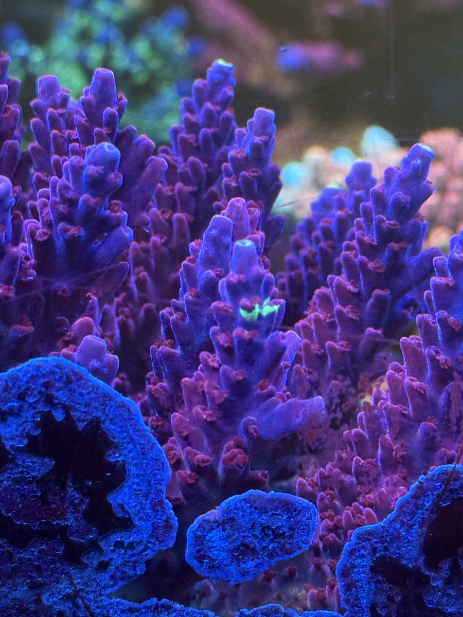 Some of my Acro Collection | Page 143 | Reef2Reef
