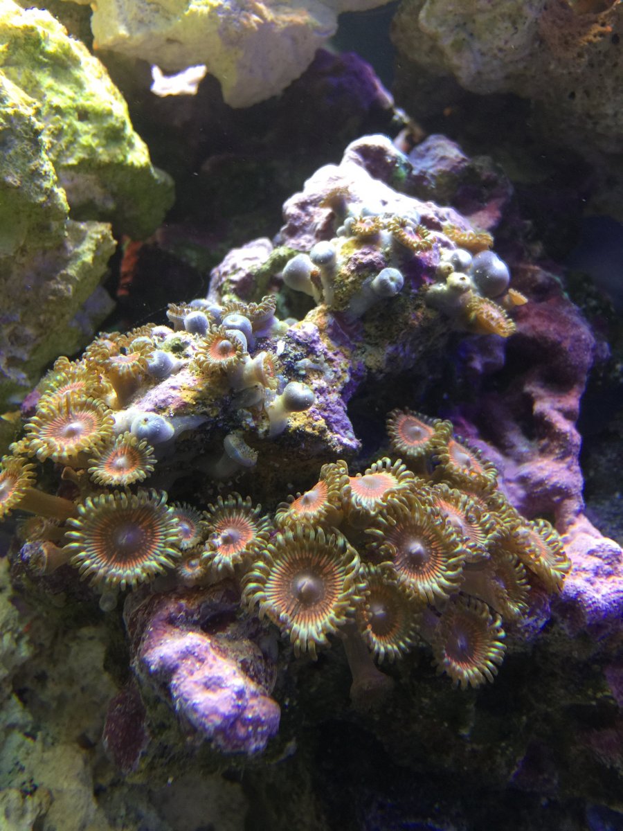 Zoas dying! REEF2REEF Saltwater and Reef Aquarium Forum