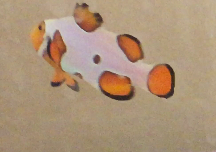 Clownfish Fin | Reef2Reef