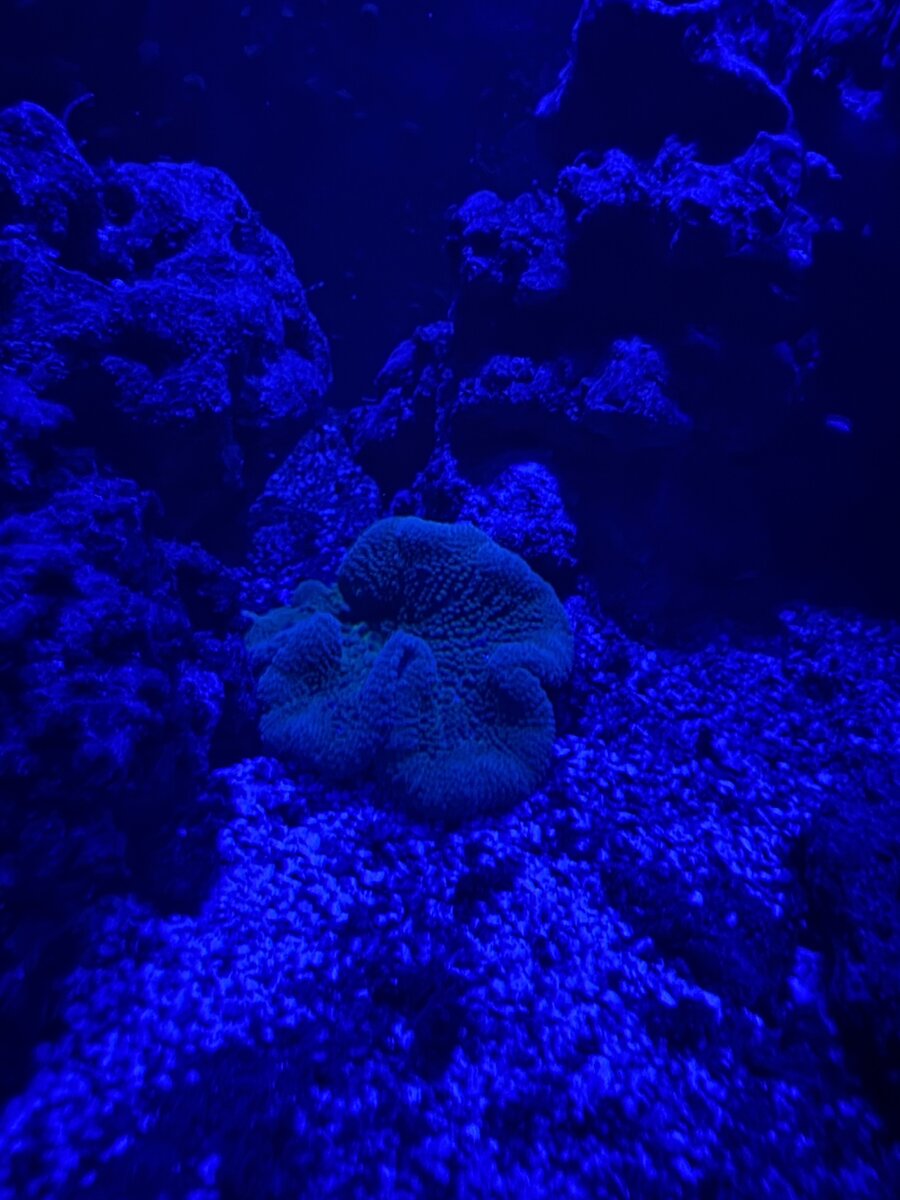 IMG_3462.jpeg