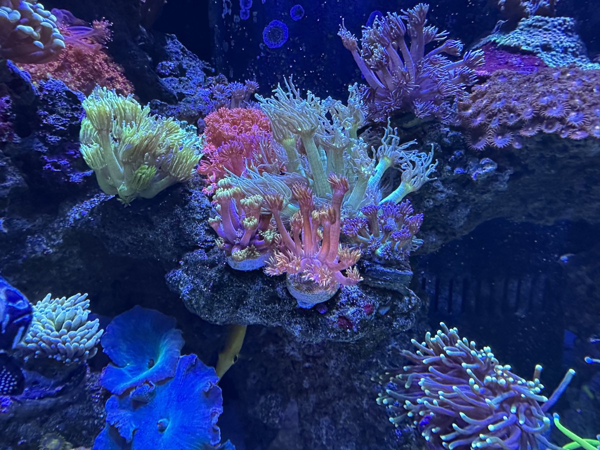 IMG_3466.jpeg