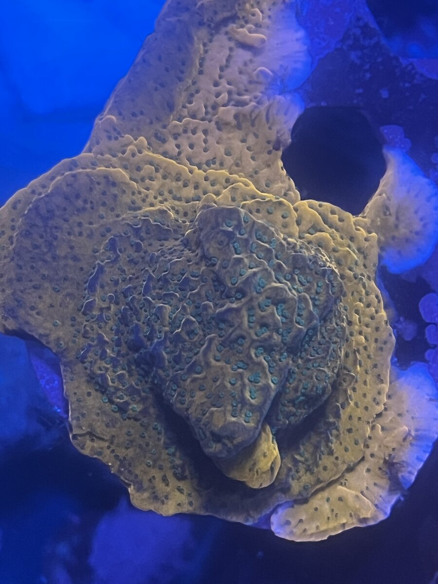 IMG_3472.jpeg