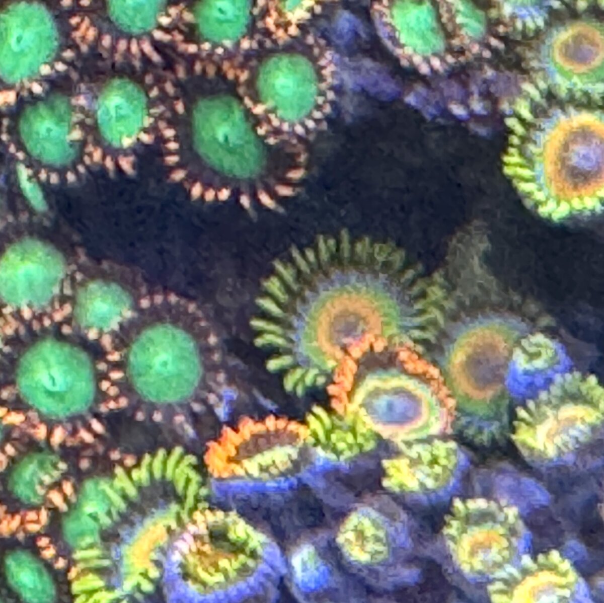 IMG_3474.jpeg