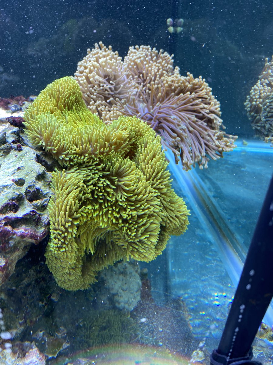 Lighting ideas for new Ritteri/Gigantea tank | Reef2Reef