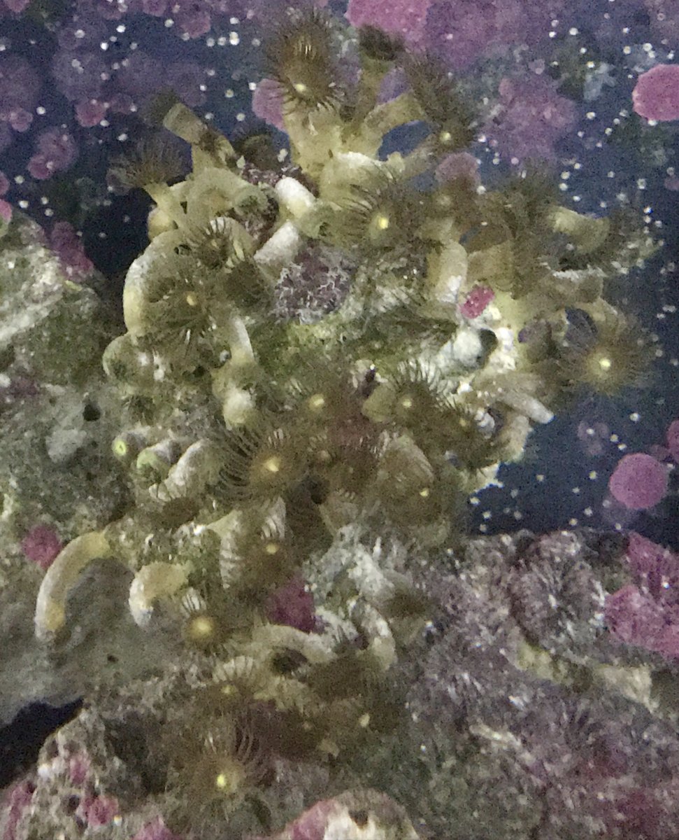 What's happening to my yellow polyps? | Page 2 | Reef2Reef