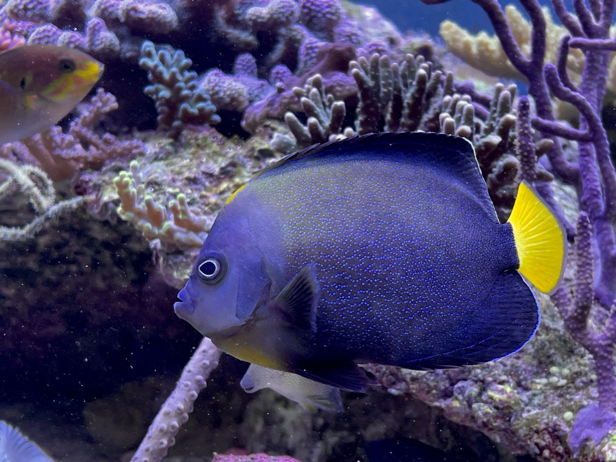 What are some of your “Holy Grail” fish? | Page 3 | Reef2Reef