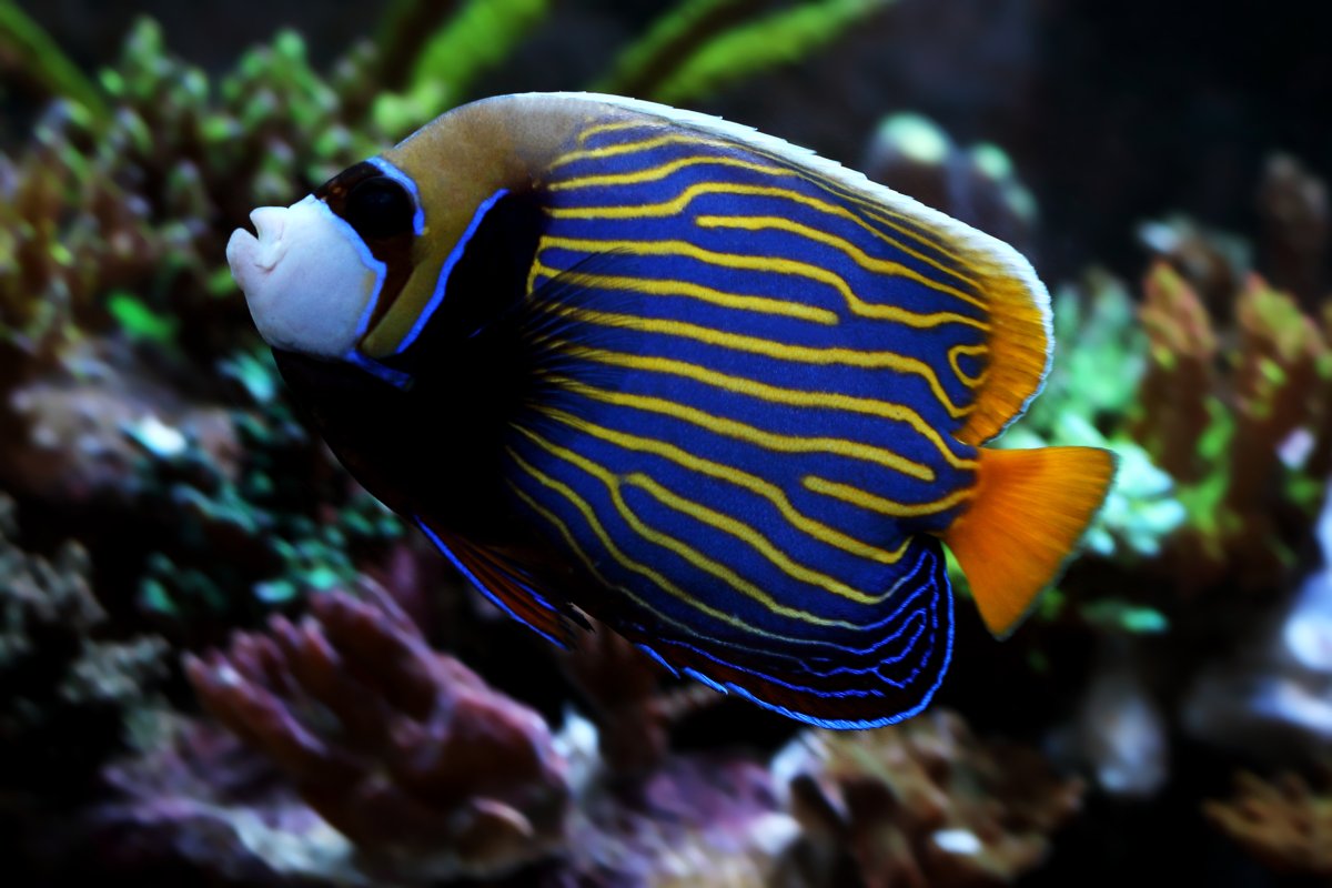 Is there a particular fish that one day you hope you can have in your ...