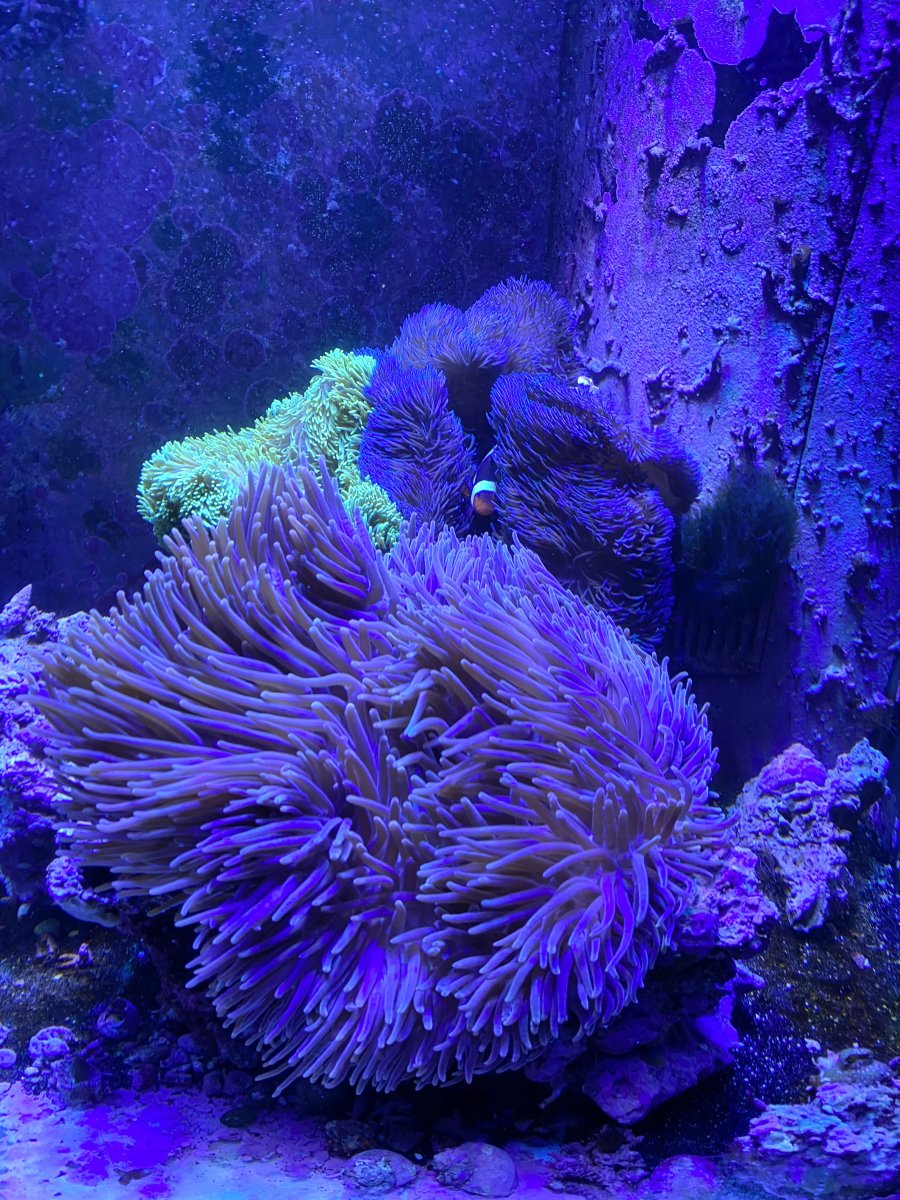 Lighting ideas for new Ritteri/Gigantea tank | Reef2Reef
