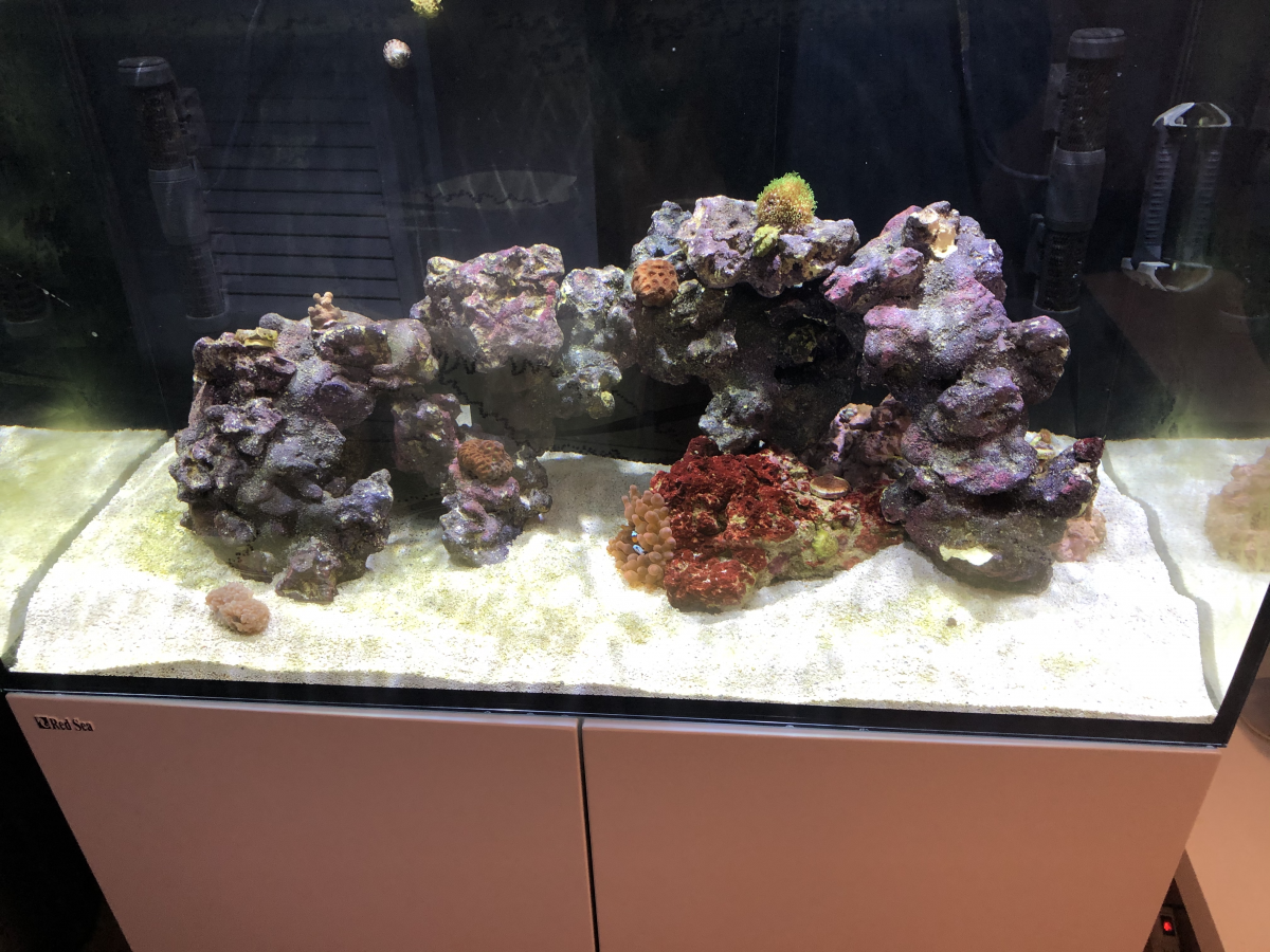Help Inspiration For Caribsea Aquascape Reefer 250 Reef2reef Saltwater And Reef Aquarium Forum