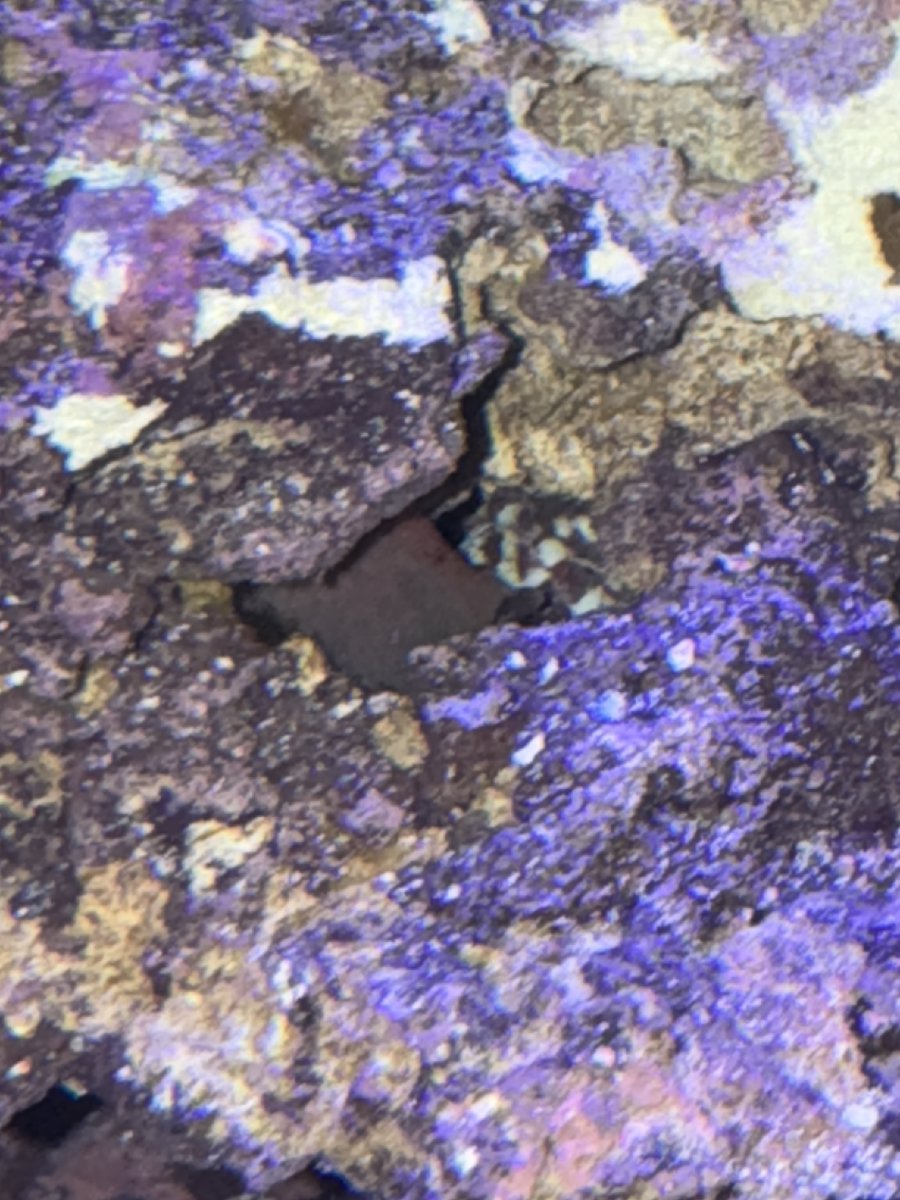 IMG_3523.jpeg