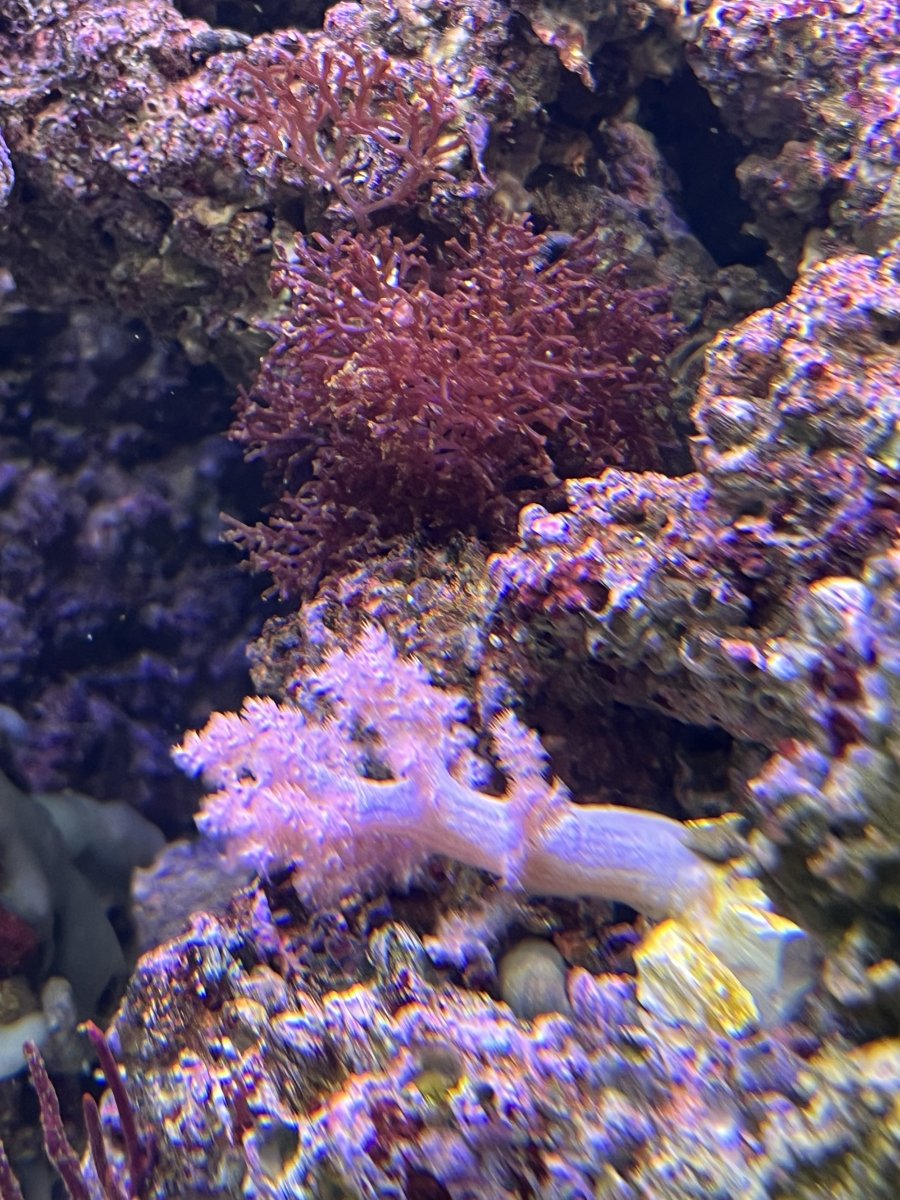 IMG_3526.jpeg
