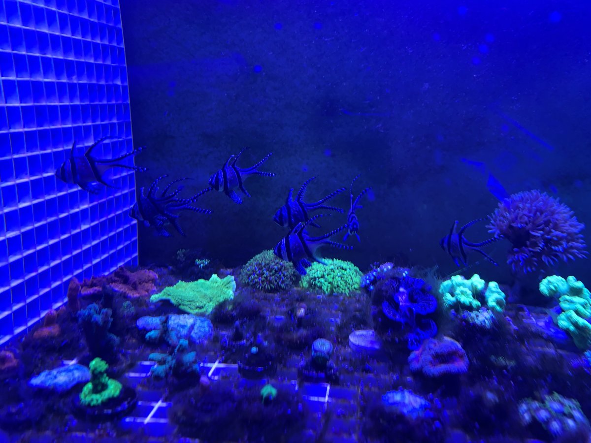 IMG_3533(1).JPEG
