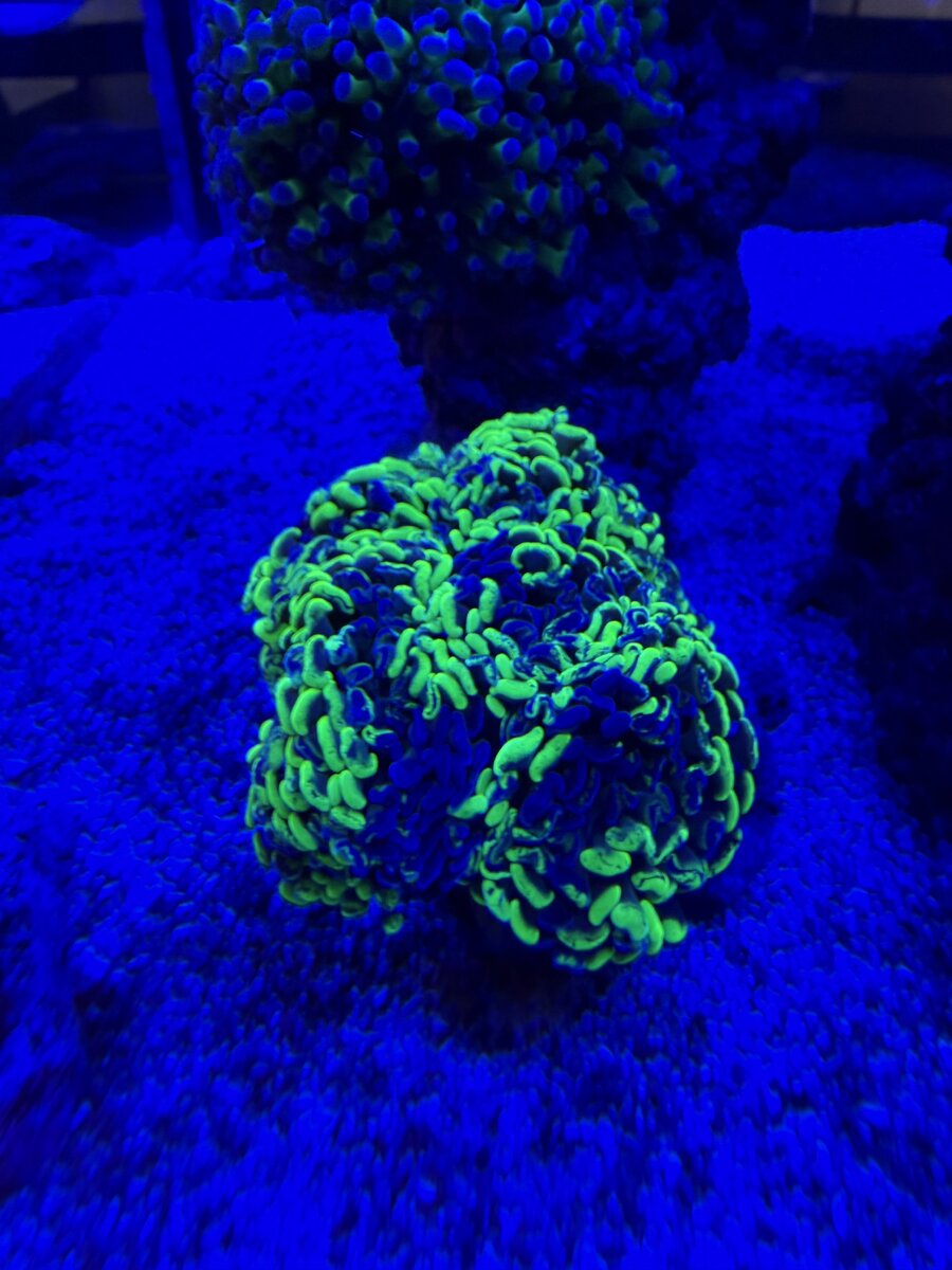 IMG_3535.jpeg