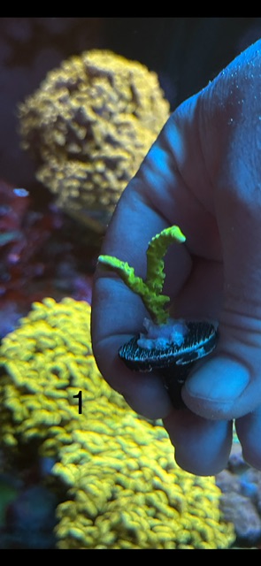 RRC Goldenrod Anacropora main image 1