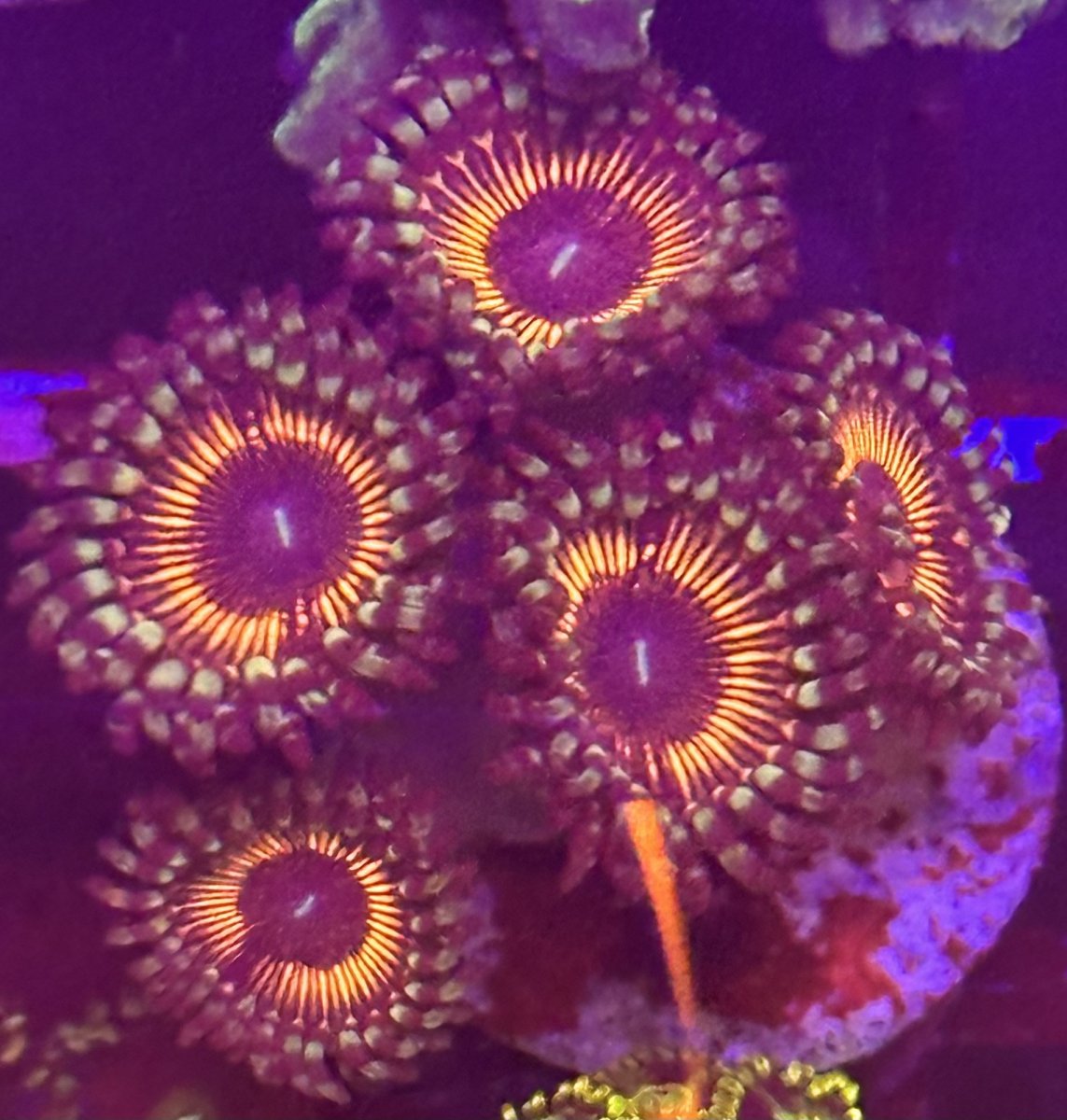 【値下げ】ZOA Z.O.A 仮想の人 Livestock - CAMARO SHOW CORALS CUT TO ORDER HIGH END ZOA