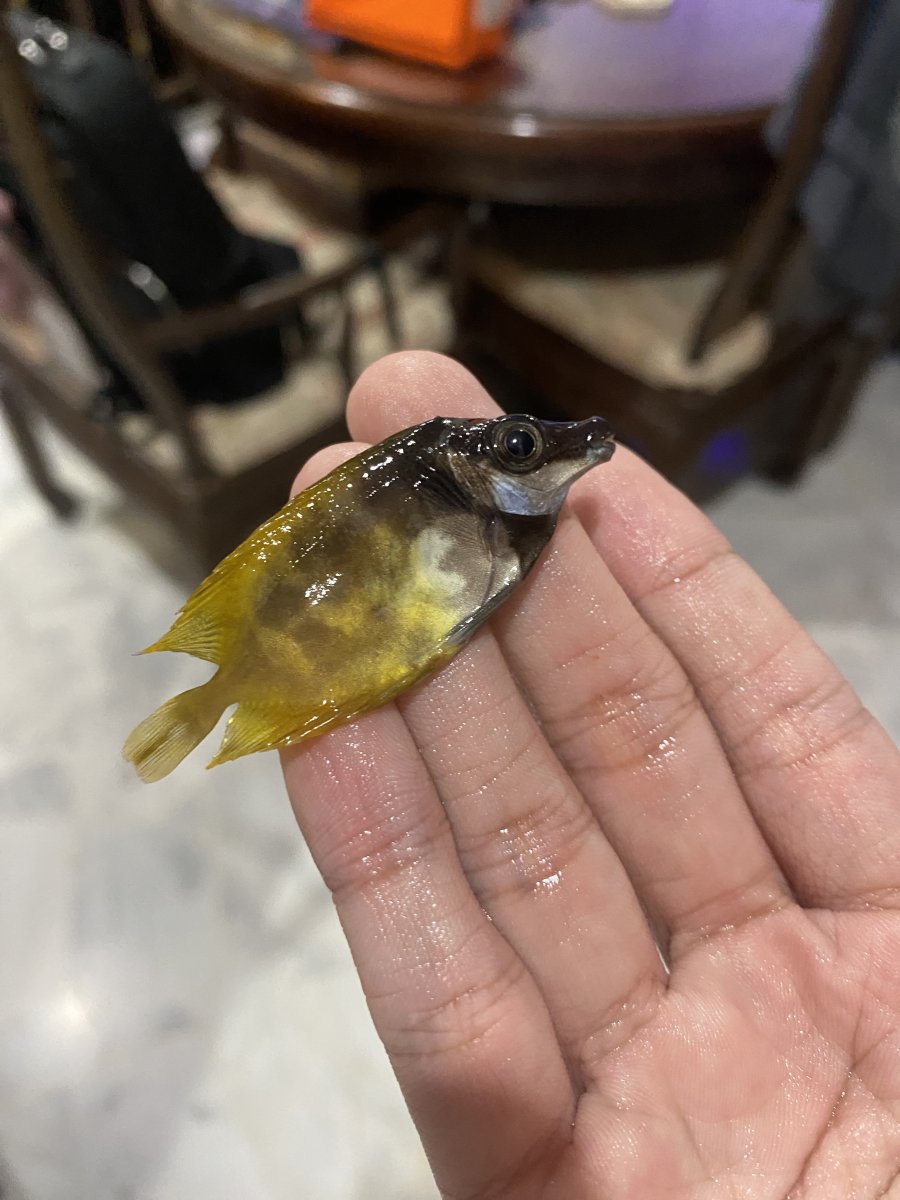 EMERGENCY - Newly bought Foxface very weak. | Reef2Reef