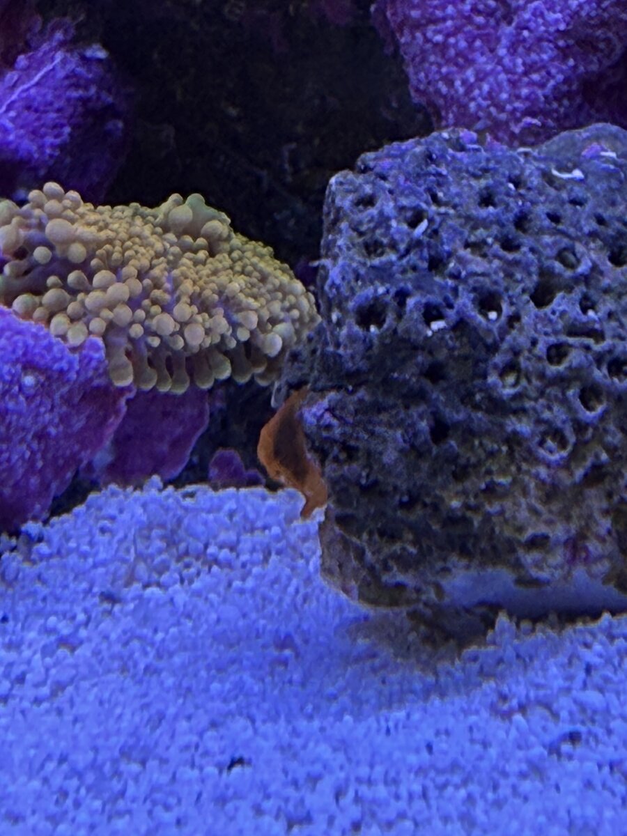 IMG_3550.jpeg