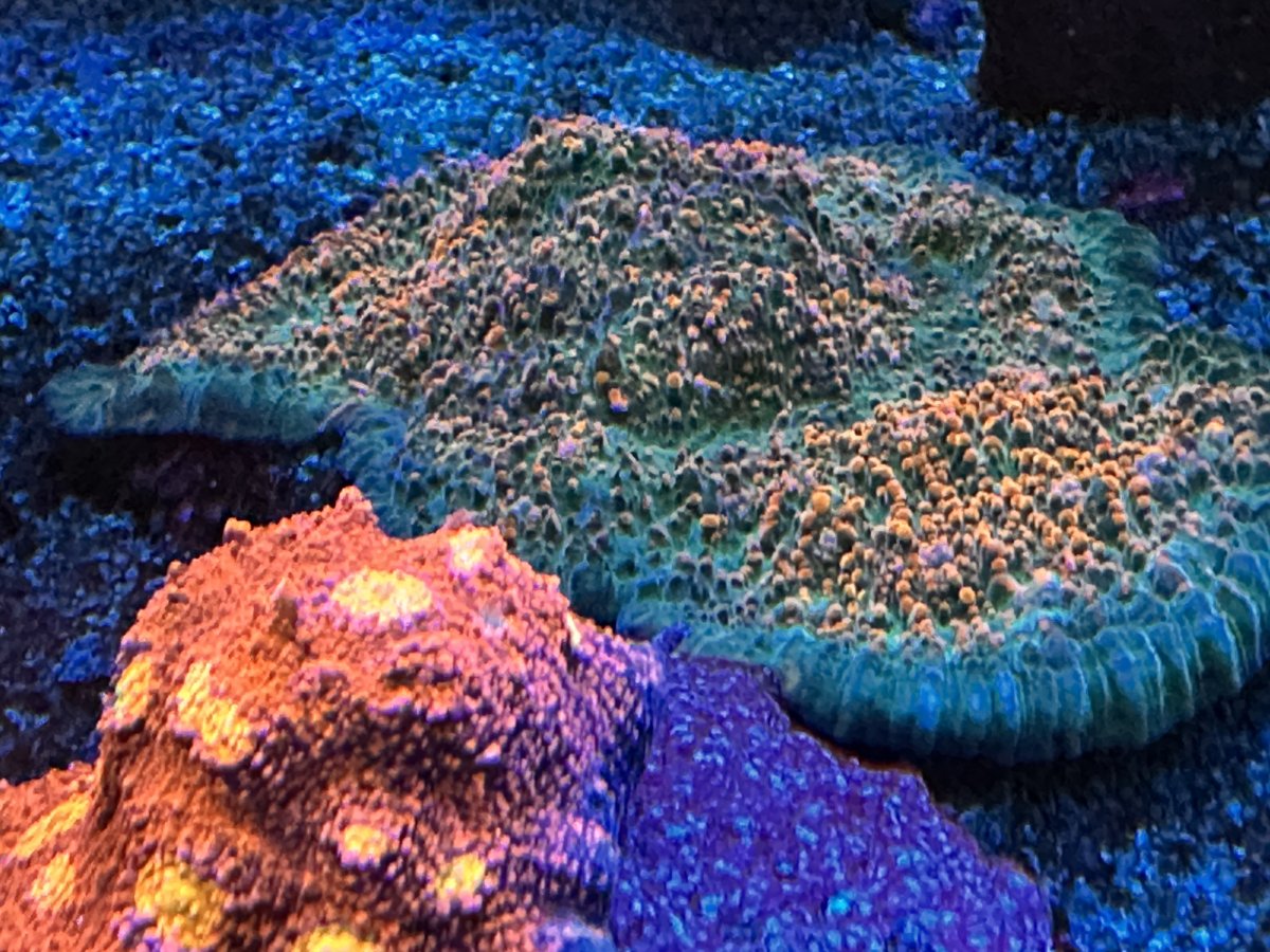 IMG_3556.jpeg