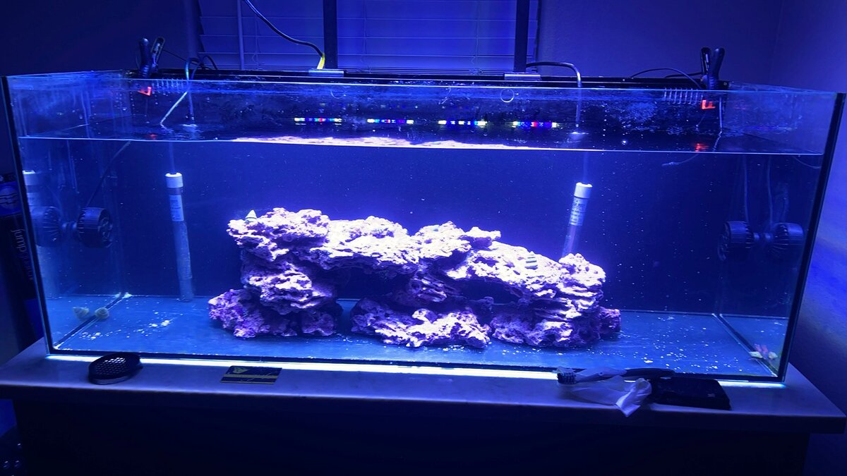 Substrate…. How many of you are using reborn? | Reef2Reef