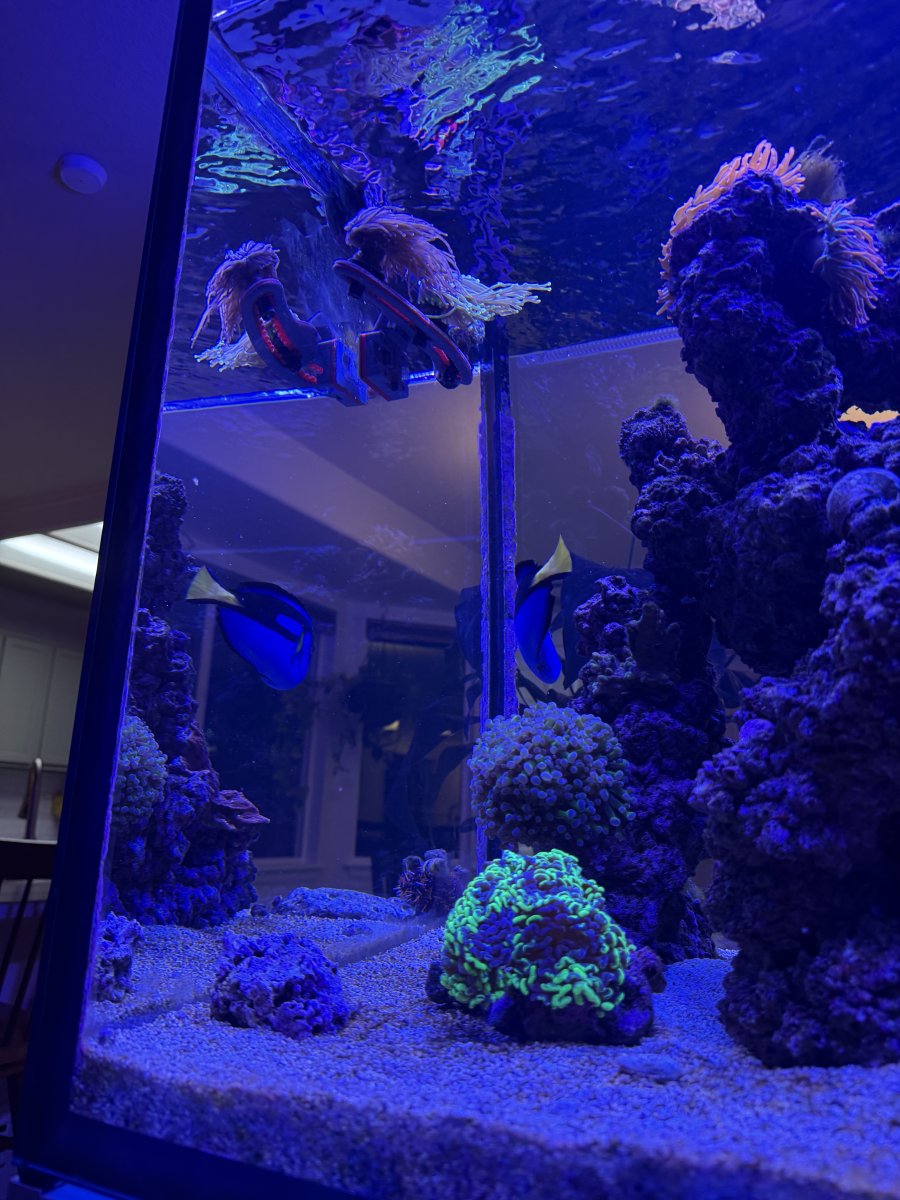 Who's got the chubbiest tang? Let's see your hefty tangs! | Reef2Reef