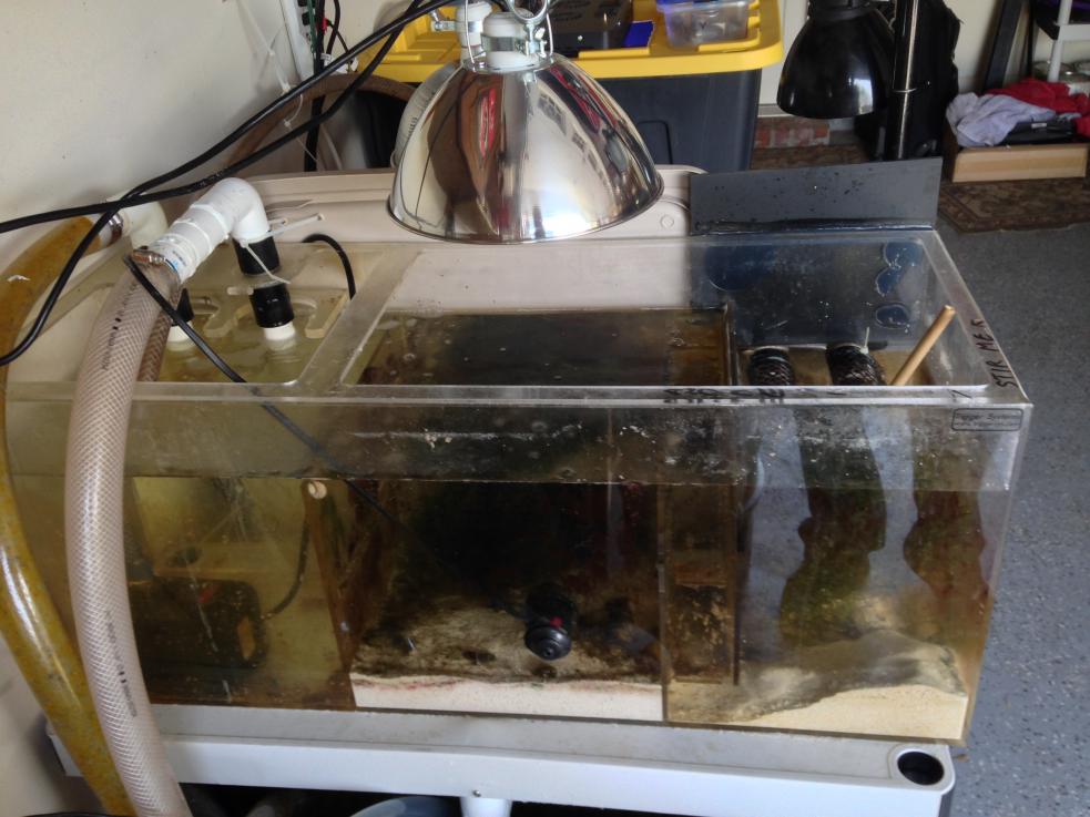 Chaeto in a 150 gallon Stock tank sump | Reef2Reef