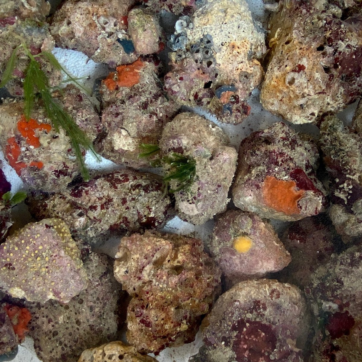 Livestock - TBS Treasure Chests Rock'n Brown Trucks. | Page 3 | Reef2Reef