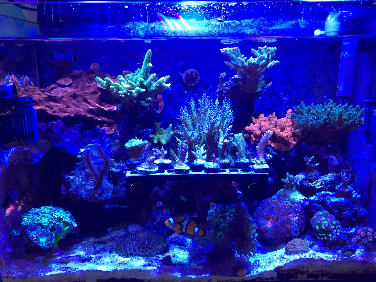 indsigelse Specificitet Fejlfri Kessil Lights: Why is everyone selling them? | Page 2 | REEF2REEF Saltwater  and Reef Aquarium Forum