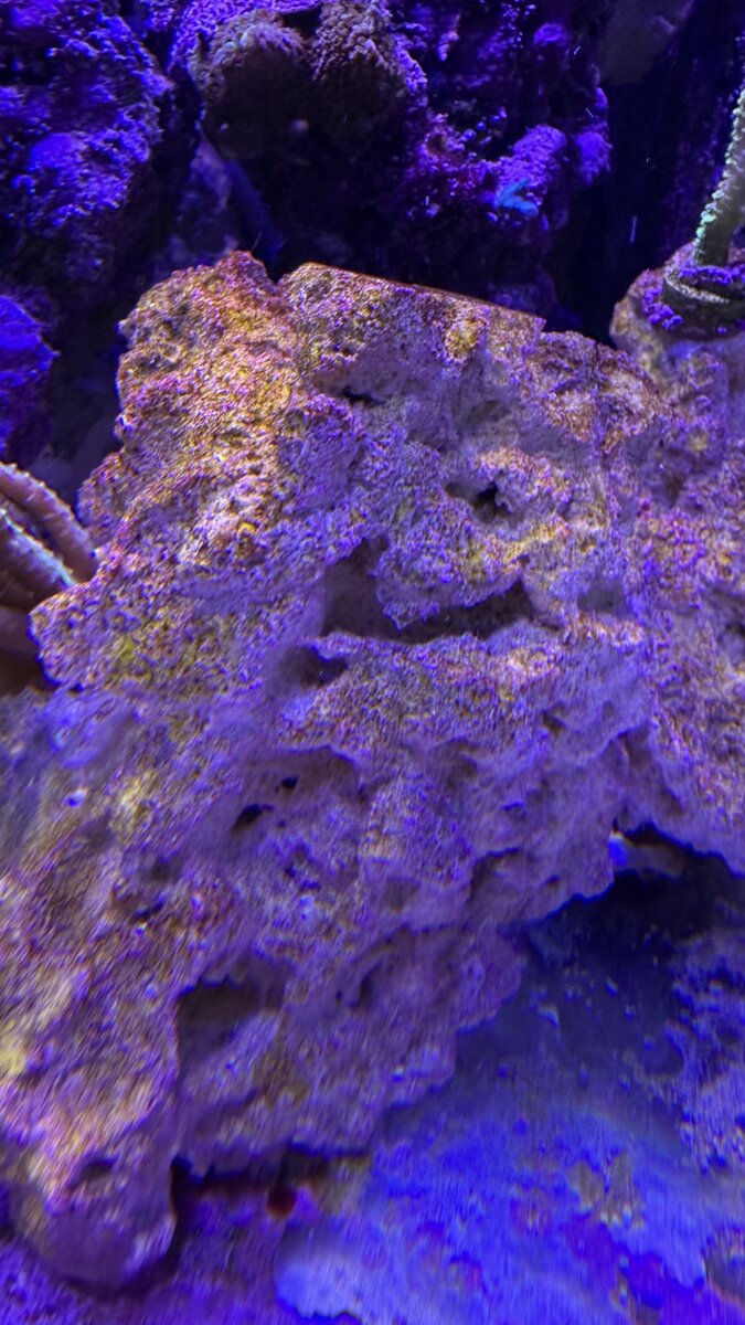 View of Here is my coralline algae growth rate. Added dry rocks to established ...