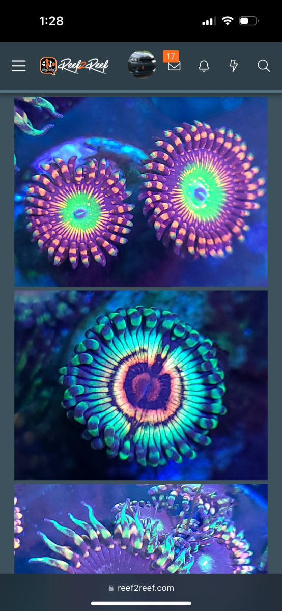Livestock - CAMARO SHOW CORALS CUT TO ORDER HIGH END ZOA