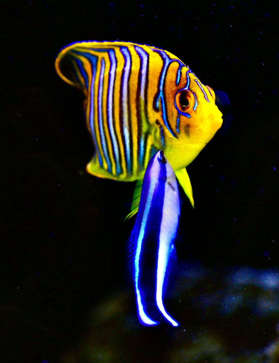 Lets see your rescue fish!! | Reef2Reef