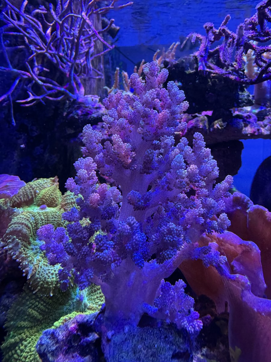 IMG_3632.jpeg