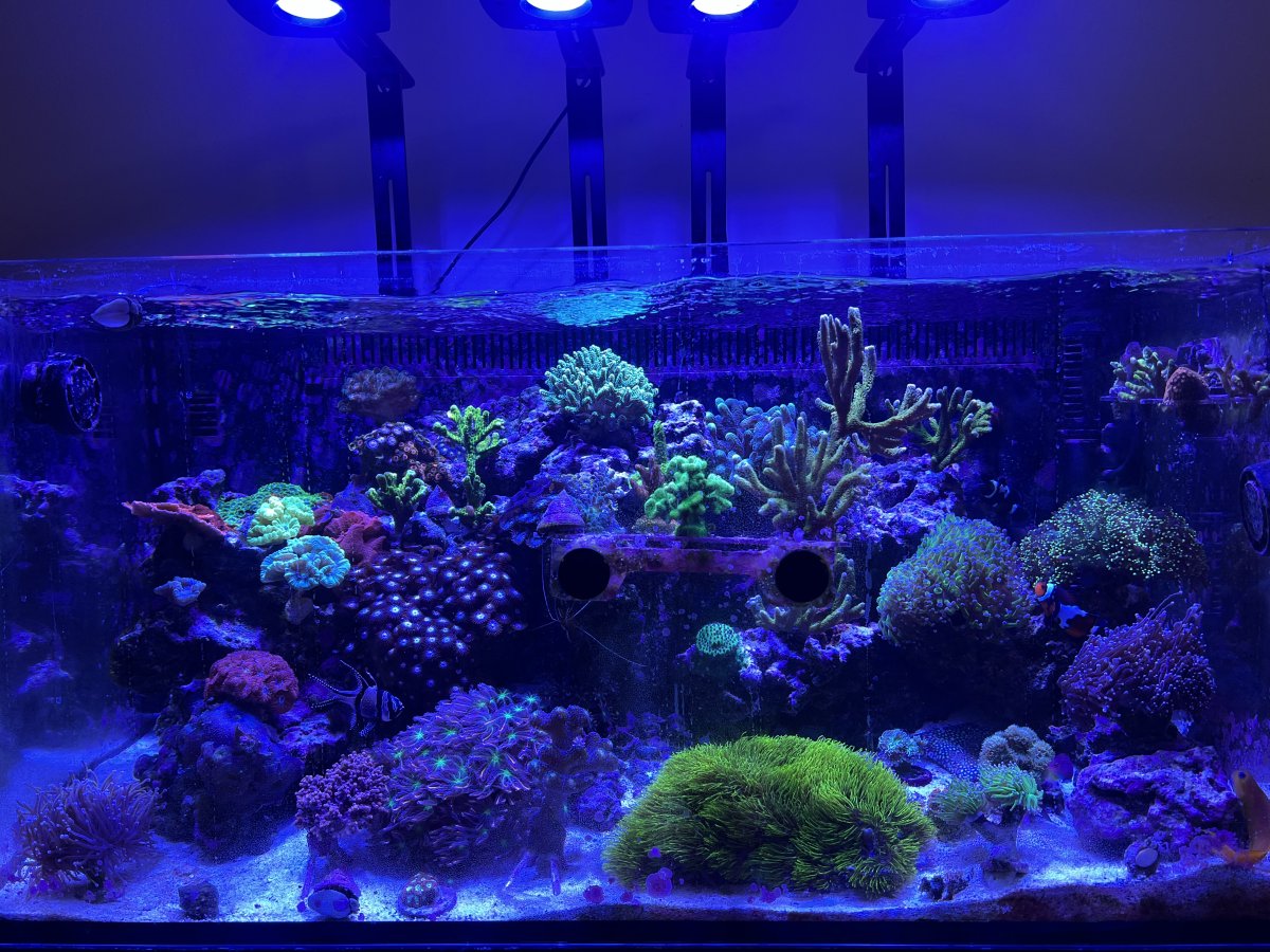 Reef octopus aquarium hotsell