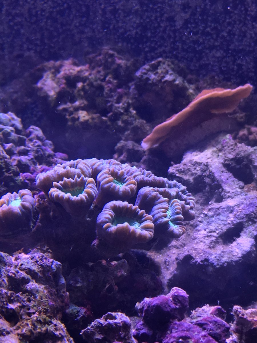Placement for new trumpet coral | REEF2REEF Saltwater and Reef Aquarium ...