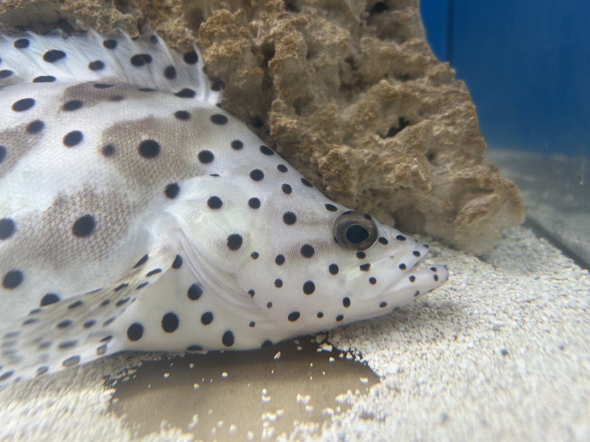 Help identifying disease | Reef2Reef