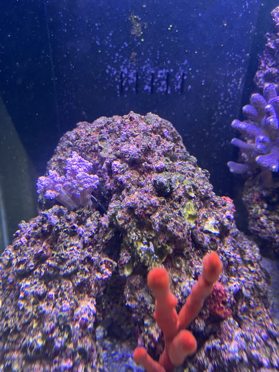 IMG_3730.jpeg