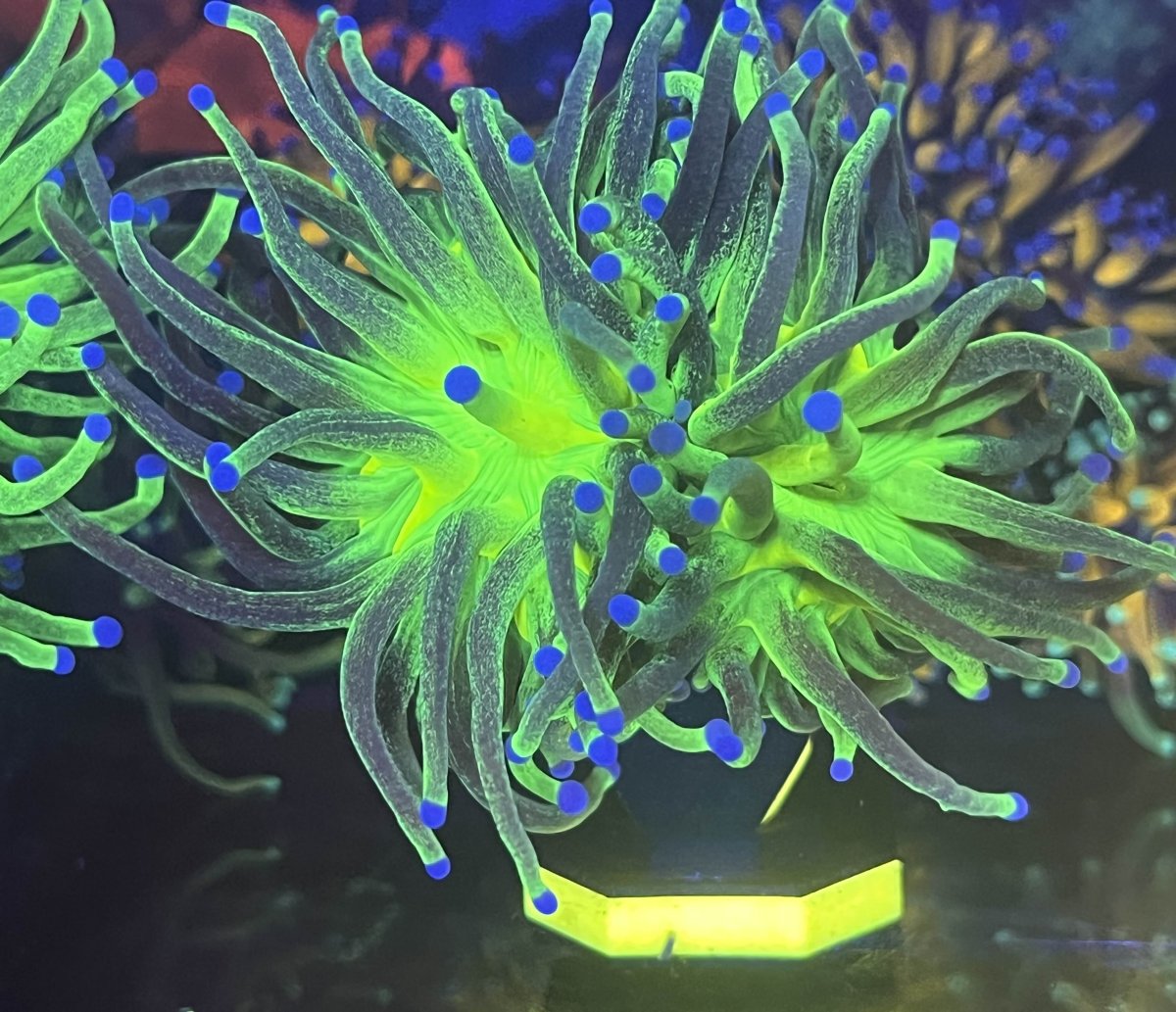 Welcome to my (near) Zero Maintenance Reef! | Page 46 | Reef2Reef
